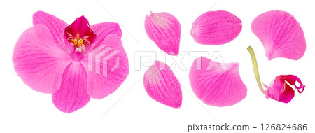 pink phalaenopsis orchid flower isolated on white background pink phalaenopsis orchid flower isolated on white background 126824686