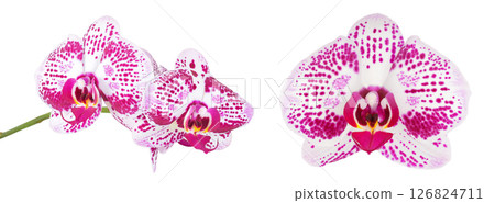 pink phalaenopsis orchid flower isolated on white background pink phalaenopsis orchid flower isolated on white background 126824711
