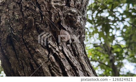 Giant snail Giant snail 126824921