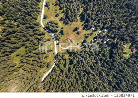 a road between tall pine trees a road between tall pine trees 126824971