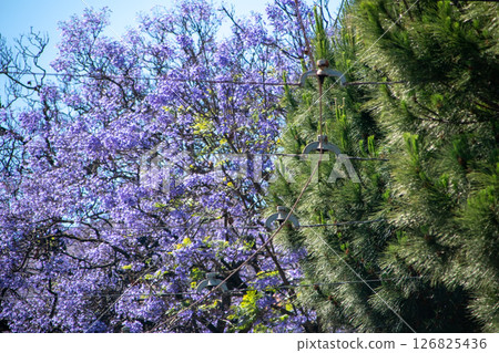 Jacaranda Tree and Evergreen Tree with Purple Blooms 126825436