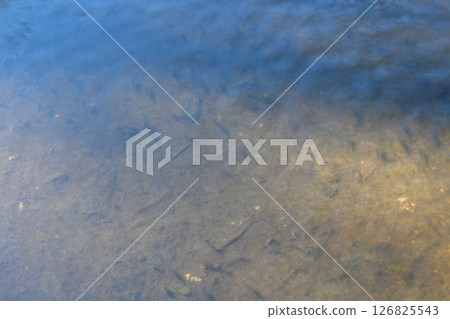 fish  126825543
