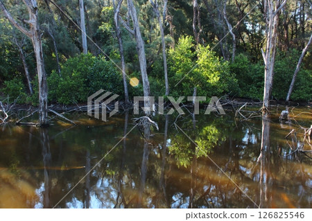 紅樹林 紅樹林 126825546