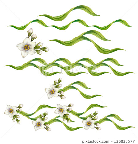 Set of watercolor white flowers, green swirl leaves elements to create various seamless borders. Botanical clip art for wedding invitations, eco design, stationery, spring decorations, scrapbooking. 126825577