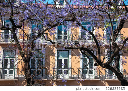 Jacaranda Trees in Bloom Framing a Lisbon Building Jacaranda Trees in Bloom Framing a Lisbon Building 126825685