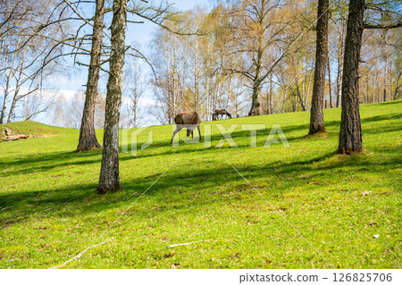 Morals deer grazing in spring forest Altai Russia. Wild deer feeding in natural woodland habitat during spring season. 126825706