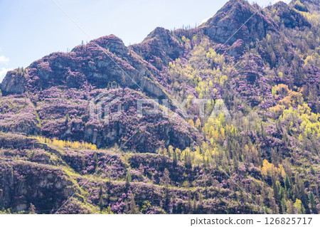 Mountains of Chuysky Trakt covered with blooming rhododendron Altai Russia. Vibrant spring Siberian alpine flora in natural mountain landscape Mountains of Chuysky Trakt covered with blooming rhododendron Altai Russia. Vibrant spring Siberian alpine flora in natural mountain landscape 126825717