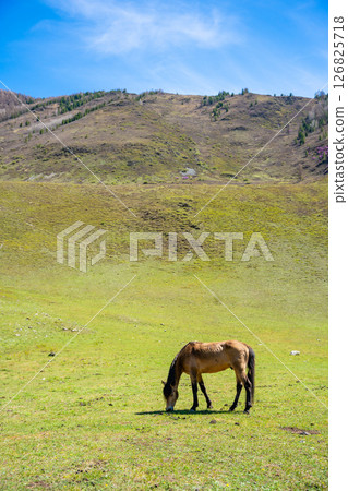 Horse grazing on meadow in Altai mountains Russia. Free roaming animal in natural Siberian highland landscape. Horse grazing on meadow in Altai mountains Russia. Free roaming animal in natural Siberian highland landscape. 126825718