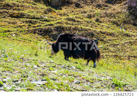 Wild Yak grazing on green spring meadow in Altai mountains Russia. Majestic animal in natural Siberian mountain landscape Wild Yak grazing on green spring meadow in Altai mountains Russia. Majestic animal in natural Siberian mountain landscape 126825721