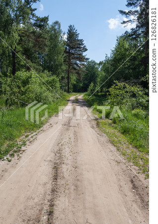 Dirt road in summer forest 126826181