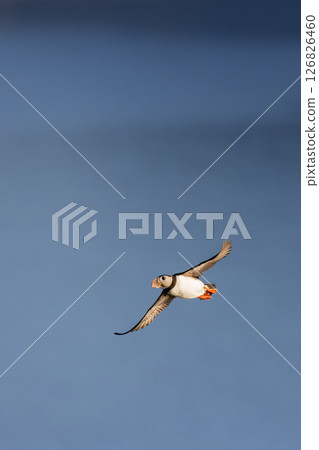 A puffin flying gracefully in a clear blue sky A puffin flying gracefully in a clear blue sky 126826460