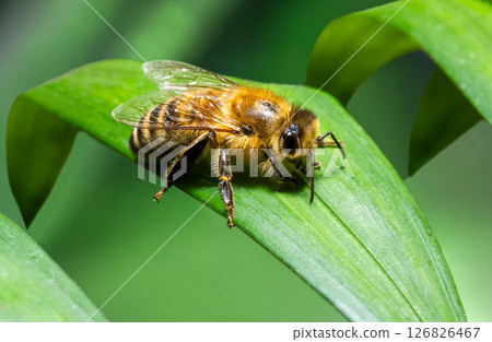 a bee sitting on a green leaf 126826467