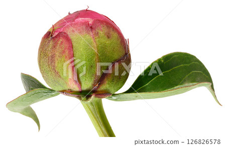 Unopened bright pink peony bud with green leaves, isolated background Unopened bright pink peony bud with green leaves, isolated background 126826578