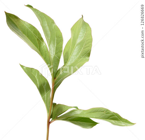 Close up of one green peony leaf on isolated background 126826669