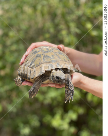 Tortoise in human hands close up Tortoise in human hands close up 126826840