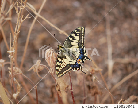 Papilio Machaon butterfly sits on dried grass close up Papilio Machaon butterfly sits on dried grass close up 126826841
