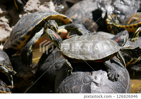 Aquatic turtles Chrysemys picta lie in the sun in a pond in the National Garden of Athens Aquatic turtles Chrysemys picta lie in the sun in a pond in the National Garden of Athens 126826846