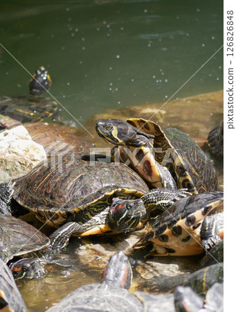 Aquatic turtles Chrysemys picta lie in the sun in a pond in the National Garden of Athens Aquatic turtles Chrysemys picta lie in the sun in a pond in the National Garden of Athens 126826848