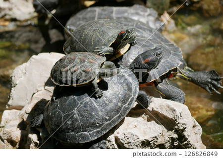 Aquatic turtles Chrysemys picta lie in the sun in a pond in the National Garden of Athens 126826849