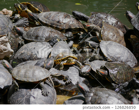Aquatic turtles Chrysemys picta lie in the sun in a pond in the National Garden of Athens 126826850
