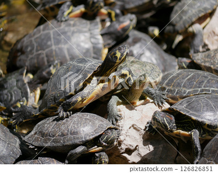Aquatic turtles Chrysemys picta lie in the sun in a pond in the National Garden of Athens 126826851