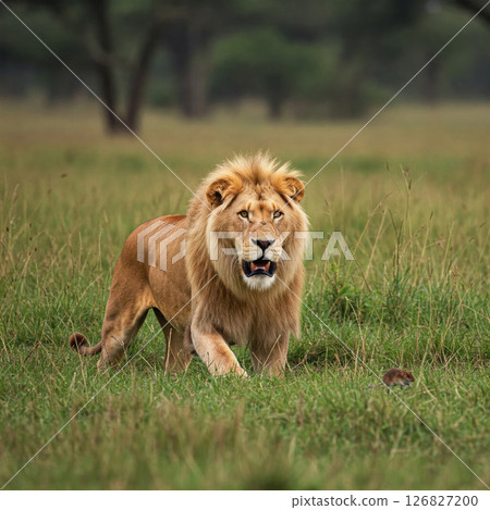 A lion walks through the African savannah with its mouth open. 126827200