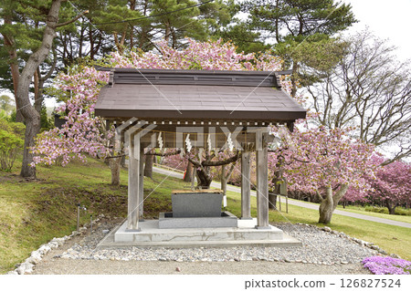 Photographing the scenery of Ishizaki Jinushiumi Shrine in spring in Hakodate, Hokkaido Photographing the scenery of Ishizaki Jinushiumi Shrine in spring in Hakodate, Hokkaido 126827524