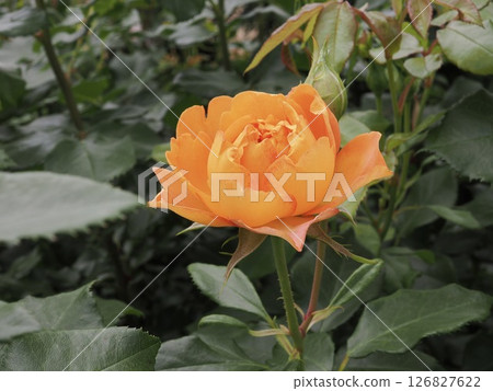 Honey caramel 126827622