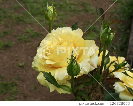 金色獎章 126828063