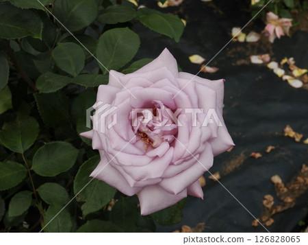 藍月雙飛 126828065