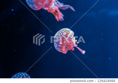 underwater photography jellyfish mastigias papua, spotted jelly, lagoon jelly, golden medusa underwater photography jellyfish mastigias papua, spotted jelly, lagoon jelly, golden medusa 126828988