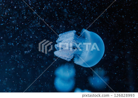 underwater photography jellyfish Blue Blubber Jelly, Catostylus mosaicus 126828993