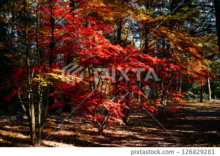 Dense forest with layered red and golden foliage under a blue autumn sky. Forest bathing, seasonal depression remedy, cozy introspection, emotional reset.. 126829281