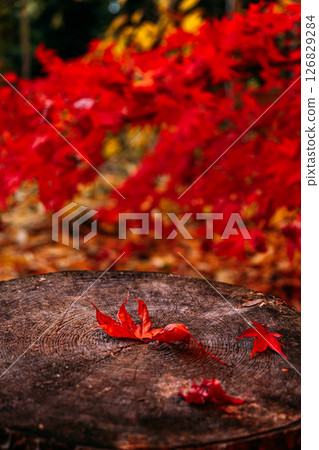 Red maple leaves rest on a tree stump used as rustic seating in a vibrant autumn park. Seasonal park design, city greenery, autumn accessibility, public seating.. Red maple leaves rest on a tree stump used as rustic seating in a vibrant autumn park. Seasonal park design, city greenery, autumn accessibility, public seating.. 126829284