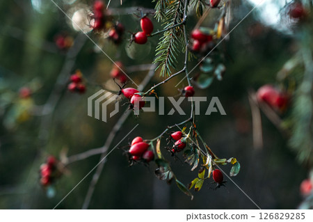 Red berries hang from delicate branches amid pine needles in a soft forest blur. Late-autumn foraging, botanical cycles, forest ecology, seasonal stillness.. 126829285
