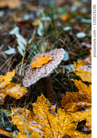 Mushroom growing among fallen autumn leaves with a yellow leaf resting on its cap. Forest floor life, fungi ecosystem, natural decay, seasonal transition.. 126829286