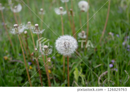 長野縣大町市,蓬鬆的蒲公英花 長野縣大町市,蓬鬆的蒲公英花 126829763