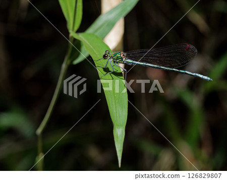 Asahinakawato, endemic to Japan, family Calopterygidae, male, colorless wing form Asahinakawato, endemic to Japan, family Calopterygidae, male, colorless wing form 126829807