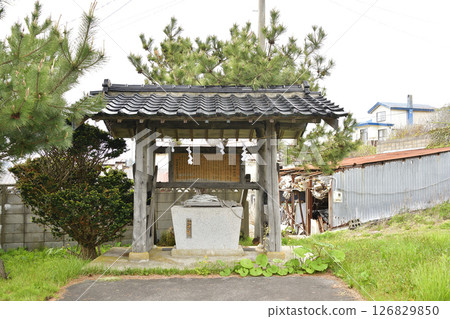 春天拍攝北海道函館川滝神社的庭院 126829850