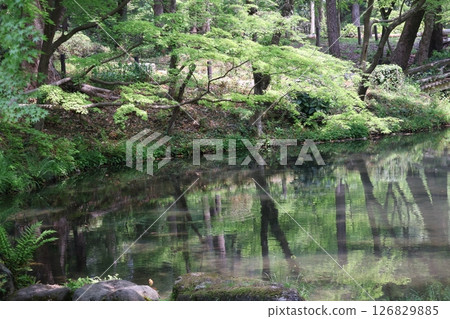 Scenery of a park with a pond reflecting the fresh greenery of trees 126829885