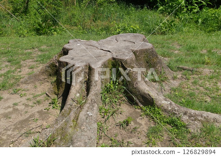 Stump of felled tree 126829894
