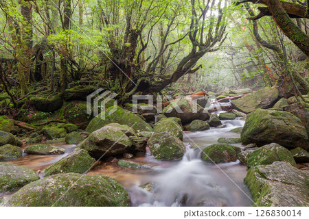 神仙棲息的山谷－屋久島白谷雲水峽（夏季） 126830014