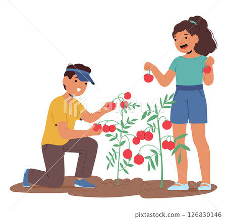Children picking tomatoes from bush on backyard garden collecting seasonal harvest cartoon scene 126830146