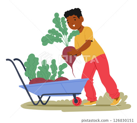Happy cute boy kid little helper character gathering beetroot crop into wheelbarrow cartoon scene 126830151