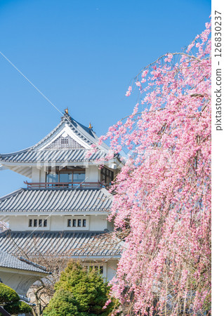 青森縣 三戶城的春天景色，櫻花盛開，三戶町 126830237