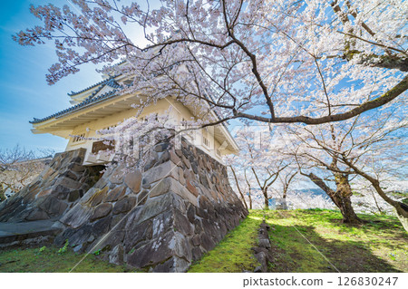 青森縣 三戶城的春天景色,櫻花盛開,三戶町 青森縣 三戶城的春天景色,櫻花盛開,三戶町 126830247
