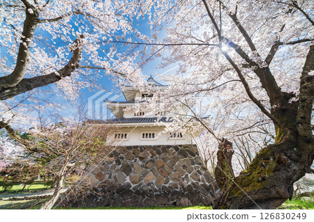 青森縣 三戶城的春天景色，櫻花盛開，三戶町 126830249