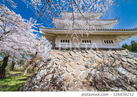 "Aomori Prefecture" Spring scenery of Sannohe Castle with cherry blossoms in bloom, Sannohe Town "Aomori Prefecture" Spring scenery of Sannohe Castle with cherry blossoms in bloom, Sannohe Town 126830252