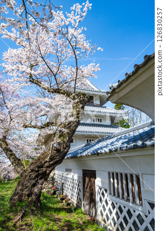 青森縣 三戶城的春天景色，櫻花盛開，三戶町 126830257