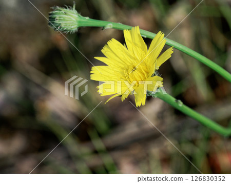 Ray-shaped flowers of the European native plant of the Asteraceae family 126830352